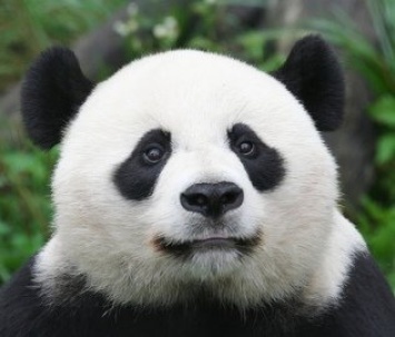 На видео попала панда, попытавшаяся сбежать из китайского парка (ВИДЕО)