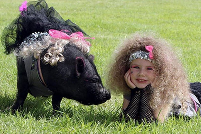 Гламурная свинья выиграла конкурс красоты для овец