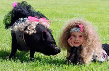 Конкурс красоты в Ирландии выиграла гламурная свинья