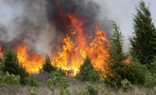 Площадь лесных пожаров в Сибири сократилась на 9 тысяч гектаров