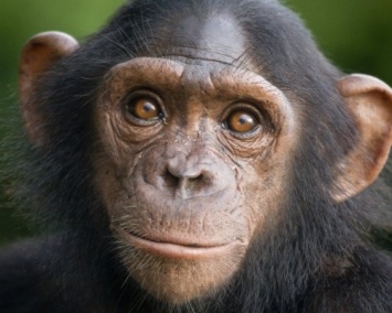 Ученые: Шимпанзе узнают друг друга по ягодицам