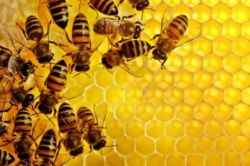 Пчеловоды Севастополя просят власти защитить рынок от суррогатов
