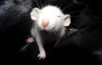 Крысы передают положительные эмоции с помощью ушей - ученые