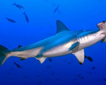 В дельфинарий Новосибирска доставили редкую акулу-молот