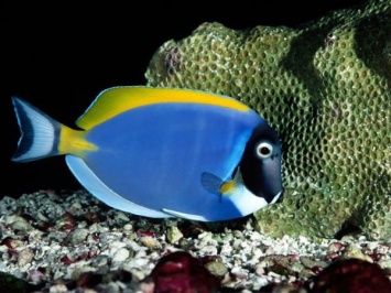Ученые доказали наличие "магнитного компаса" у рифовых рыб