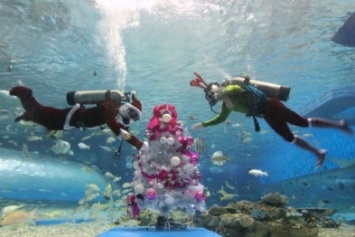 Крымчанам предлагают встретить Новый год под водой в Черном море