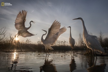 Победители конкурса фотографии природы National Geographic 2016