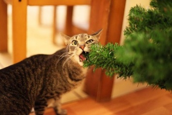 Как защитить елку на Новый год от кота: 10 способов