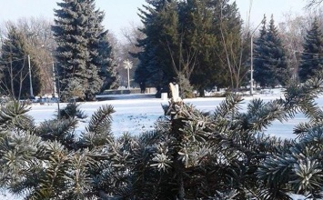 В Запорожской области в парке украли елку и гирлянды (Фото)