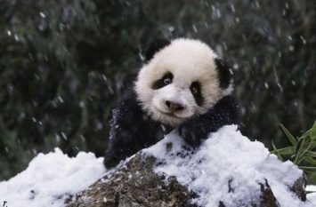 Китайские панды спасены от вымирания
