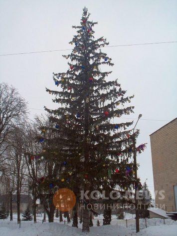 На Полтавщине новогодняя елка установит рекорд Украины