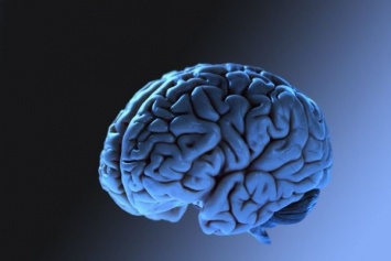 Исследователи рассказали о мутациях человеческого мозга