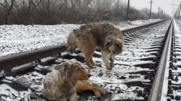 Собака два дня пролежала на рельсах, прикрывая раненую подругу (фото, видео)