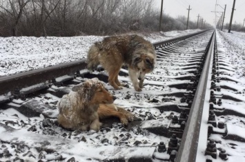 На Закарпатье пес двое суток охранял раненую подругу на рельсах