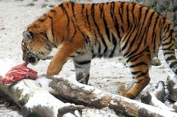 Голодовка в зоопарке: звери недоедают