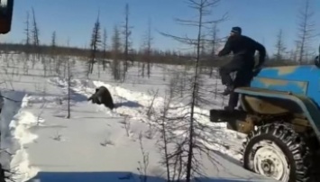 В Якутии нелюди на «Уралах» догнали и задавили медведя: видео