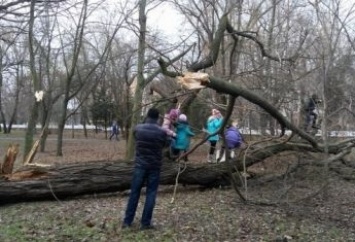 В херсонском парке рухнуло старое дерево. Еще несколько - на подходе