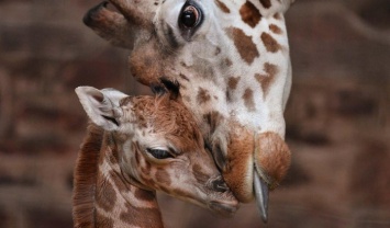 В британском зоопарке родился малыш редкой жирафы