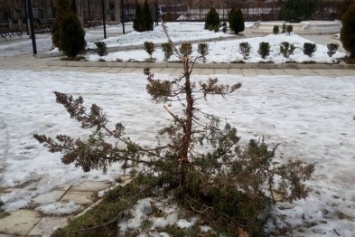 " Не понравилась": хулиганы сломали елку в николаевском дендропарке (ФОТО)