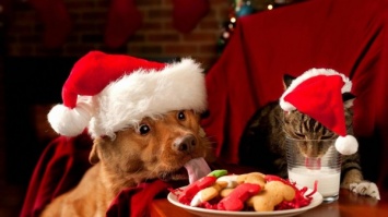 Эксперты советуют заранее подготавливать домашних животных к новогодним праздникам