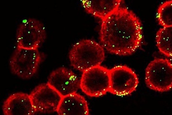 Химики разработали новый способ восстановления поврежденных клеток
