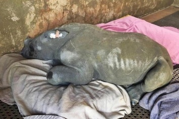 Браконьеры оставили 2-месячного носорога без матери. Мужик, нашедший его, разревелся, как ребенок