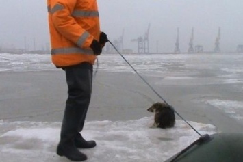 Собаку, уплывающую в море на льдине, спасли в Мариуполе