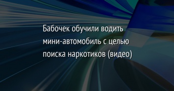 Бабочек обучили водить мини-автомобиль с целью поиска наркотиков (видео)