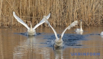 Птичий грипп, от которого погибли лебеди на Буковине, могли занести с Херсонщины