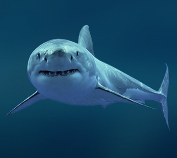 Ученые нашли тайну происхождения человека в останках окаменелости акулы