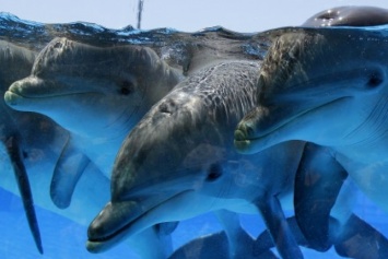 Дельфины сбежали из бассейна в Японии