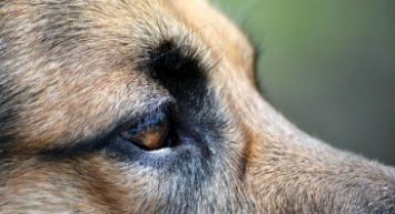 Появились фото шокирующего убийства собаки в Мелитополе. Полиция ищет живодеров
