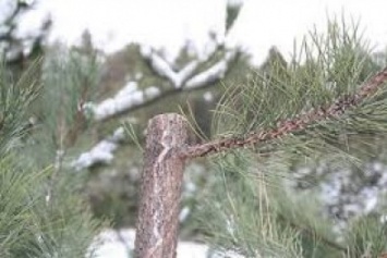 В период новогодних праздников в лесах Полтавщины было спилено незаконно более полусотни елок