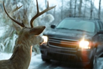 Крымских водителей предупреждают об оленях на дорогах