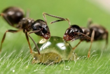 Исследователей удивила сообразительность муравьев