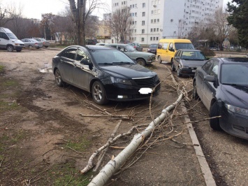 В Севастополе очередная иномарка стала жертвой тополя