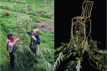 В Британии выращивают деревья в виде стульев: появилось поразительное видео