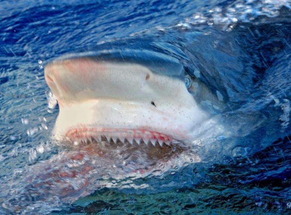 В Австралии дайвер погиб от нападения акулы