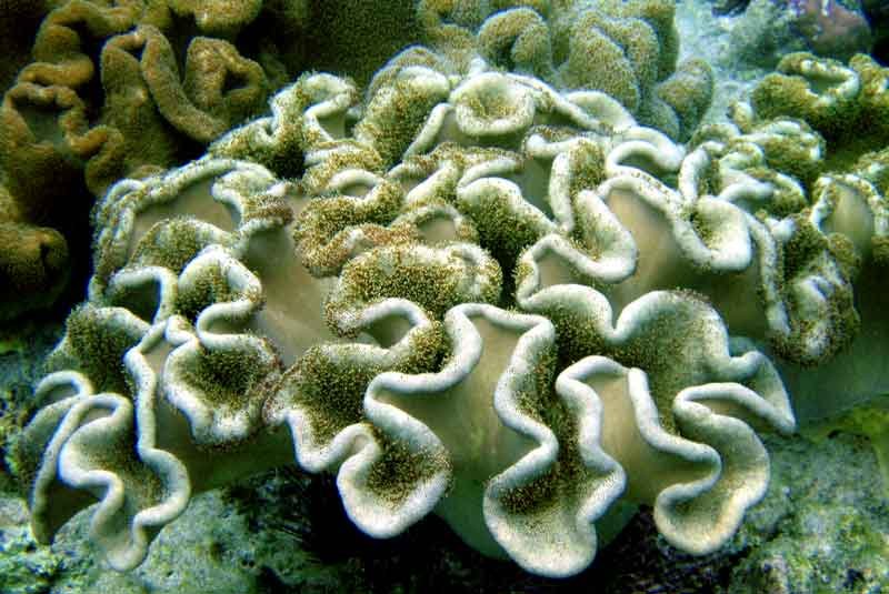 Ученые создали синтетический коралл, способный очистить океан от токсичных загрязнений