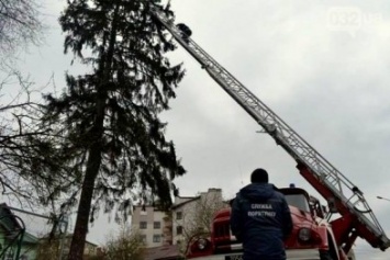 Вчера павлоградские спасатели снимали с дерева продрогшего "Тарзана"