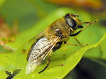 Ученые: Глобальное потепление опасно для насекомых