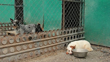 К будущему приюту для бездомных животных в Симферополе начали подводить воду