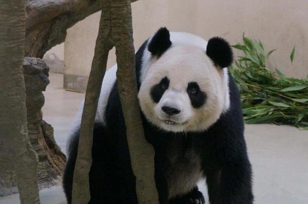Панда в Тайване притворялась беременной для улучшения условий жизни