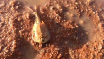 Из-за наводнения в пустыне Австралии необычные существа