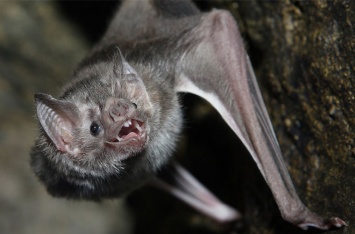 Ученые: Летучие мыши-вампиры начали пить кровь людей