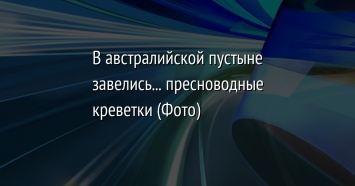 В австралийской пустыне завелись... пресноводные креветки (Фото)