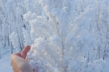 Сказочная зима: в Киеве деревья покрылись кристаллами льда (ФОТО)