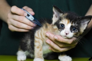 Владельцам кошек на заметку: как измерить температуру тела у кошки