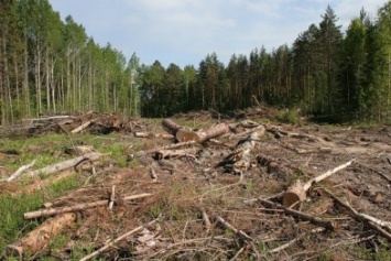 Админсуд отменил решение Херсонского облсовета об установлении моратория на вырубку лесов
