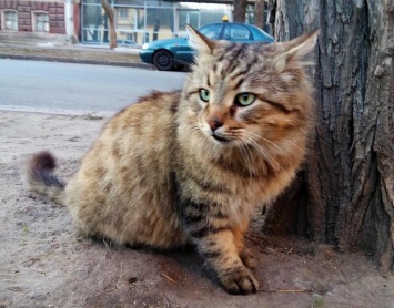 Украинские бойцы нашли заминированную кошку, которую боевики сделали живой растяжкой